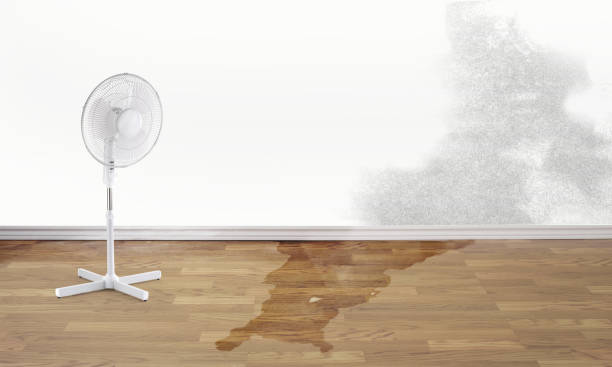 Best Basement water damage restoration  in Green Valley, MD